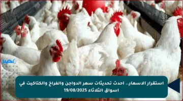 استقرار الأسعار.. أحدث تحديثات سعر الدواجن والفراخ والكتاكيت في أسواق الثلاثاء 19/08/2025